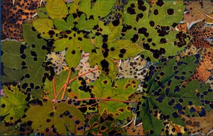 Acer pseudoplatanus: Çınar siyah mantar Rhytisma acerinum tarafından saldırıya uğradı, 1907-09 (fotogravür)