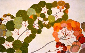 Populus tremula veya Avrupa titrek kavak, 1907-09 (fotogravür)