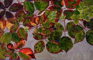 Rubus Fruticosus, gül mantarı Phragmidium Violaceum tarafından saldırıya uğradı, 1907-09 (fotogravür)