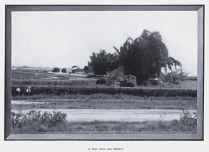 Mackay yakınlarında bir Baston Çiftliği (s/b fotoğraf)