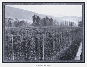 Victorian Hop Bahçesi (s/b fotoğraf)
