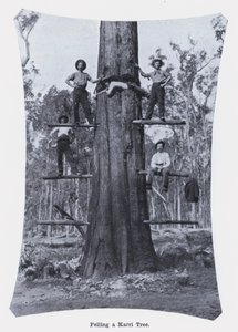 Karri Ağacını Devirmek (s/b fotoğraf) by Photographer Australian
