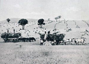 Harvesting, New South Wales, c.1900, 