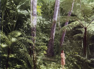 Queensland, Avustralya: Tropikal Orman (fotoğraf)
