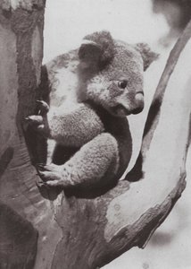 Eşsiz Koala veya Yerli Ayı (s/b fotoğraf) by Photographer Australian