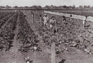 Çöl Ülkesi olarak adlandırılan Kıtalararası Yol yakınında yetiştirilen, Sondaj Suyu ile sulanan sebzeler (s/b fotoğraf) by Photographer Australian