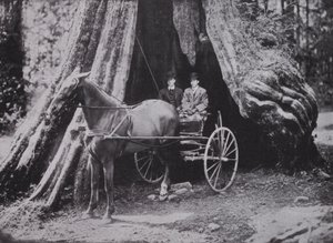 The Big Tree, Stanley Park, Vancouver (s/b fotoğraf) by Photographer Canadian