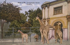 Köln Hayvanat Bahçesi, Zürafalar (fotoğraf) by Photographer German