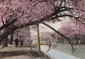 Japonya, c.1912: Tokyo yakınlarındaki Koganei