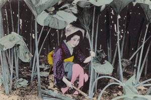 Japonya, c.1912: Muazzam Bog-ravent, yabani bitki, Akita (fotoğraf) by Photographer Japanese