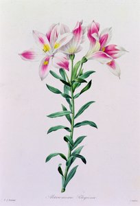 Alstroemeria Peregrina (renkli gravür) by Pierre Joseph Redouté