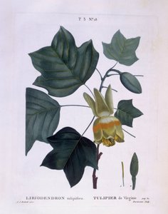 Amerikan lale ağacı (Liriodendron tulipifera), Henry Louis Duhamel du Monceau, Pierre Joseph Redouté