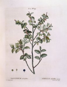 Yabanmersini (Vaccinium myrtillus), Henry Louis Duhamel du Monceau, Pierre Joseph Redouté tarafından botanik plaka by Pierre Joseph Redouté