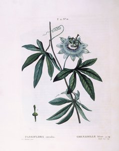 Mavi çarkıfelek çiçeği (Passiflora caerulea), Henry Louis Duhamel du Monceau, Pierre Joseph Redouté