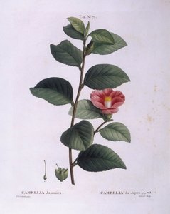 Kamelya (Camellia japonica), Henry Louis Duhamel du Monceau, Pierre Joseph Redouté tarafından botanik plaka by Pierre Joseph Redouté