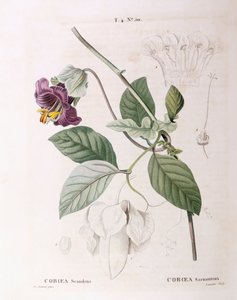 Kupa ve fincan tabağı asma (Cobaea scandens), Henry Louis Duhamel du Monceau, Pierre Joseph Redouté