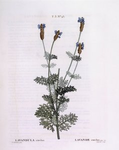 Fransız Lavanta (Lavandula stoechas), Henry Louis Duhamel du Monceau, Pierre Joseph Redouté tarafından botanik plaka by Pierre Joseph Redouté