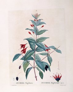 Fuşya (Fuşya magellanica), Henry Louis Duhamel du Monceau, Pierre Joseph Redouté tarafından botanik plaka by Pierre Joseph Redouté