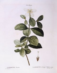Gardenia (Gardenia florida), Henry Louis Duhamel du Monceau, Pierre Joseph Redouté tarafından botanik plaka by Pierre Joseph Redouté