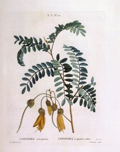 Kowhai (Sophora tetraptera veya Edwardsia grandiflora), Henry Louis Duhamel du Monceau, Pierre Joseph Redouté tarafından botanik plaka by Pierre Joseph Redouté