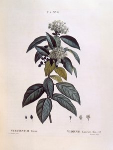 Laustinus (Viburnum tinus), Henry Louis Duhamel du Monceau, Pierre Joseph Redouté tarafından botanik plaka by Pierre Joseph Redouté
