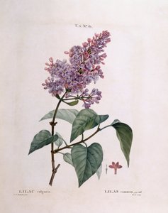 Leylak (Syringa vulgaris), Henry Louis Duhamel du Monceau, Pierre Joseph Redouté