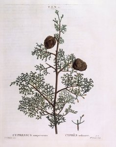 Akdeniz Selvi (Cupressus sempervirens), Henry Louis Duhamel du Monceau, Pierre Joseph Redouté tarafından botanik plaka by Pierre Joseph Redouté