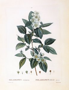 Sahte portakal (Philadelphus koronarius), Henry Louis Duhamel du Monceau, Pierre Joseph Redouté