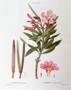 Zakkum (Nerium zakkum), Henry Louis Duhamel du Monceau, Pierre Joseph Redouté tarafından botanik plaka by Pierre Joseph Redouté