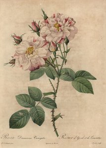 Pembe ve beyaz Şam gülü, Rosa damascena by Pierre Joseph Redouté