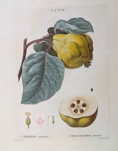 Ayva (Cydonia communis), Henry Louis Duhamel du Monceau, Pierre Joseph Redouté tarafından botanik plaka by Pierre Joseph Redouté