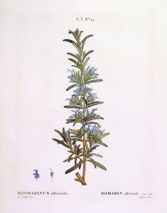 Biberiye (Rosmarinus officinalis), Henry Louis Duhamel du Monceau, Pierre Joseph Redouté