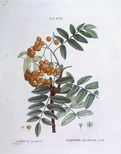 Rowan veya Avrupa üvez (Sorbus aucuparia), Henry Louis Duhamel du Monceau, Pierre Joseph Redouté tarafından botanik plaka by Pierre Joseph Redouté