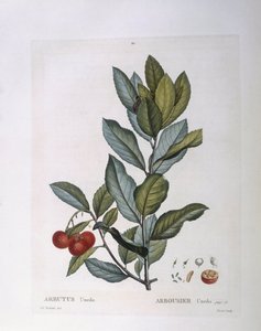 Çilek ağacı (Arbutus unedo), Henry Louis Duhamel du Monceau, Pierre Joseph Redouté
