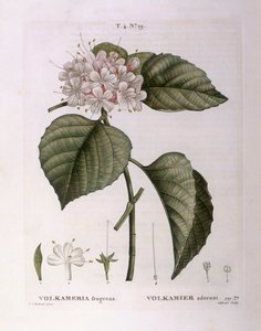 Volkameria kokuları Henry Louis Duhamel du Monceau, Pierre Joseph Redouté