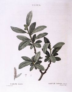 Söğüt (Salix lanata), Henry Louis Duhamel du Monceau, Pierre Joseph Redouté tarafından botanik plaka by Pierre Joseph Redouté