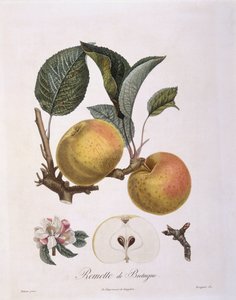 Elma (Malus domestica), Bourgogne çeşidi Henry Louis Duhamel du Monceau, Pierre Antoine Poiteau