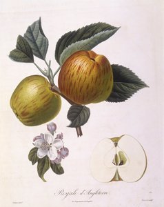 Apple "Royale d