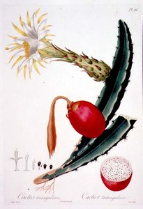 Cactus Triangularis, 