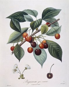 Kiraz ağacı (Prunus avium) "Bigarreau" Henry Louis Duhamel du Monceau, Pierre Antoine Poiteau