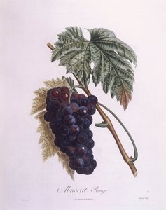 Muscat üzüm asması (Vitis vinifera), Henry Louis Duhamel du Monceau, Pierre Antoine Poiteau