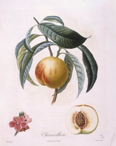 Şeftali "Şanselli" Henry Louis Duhamel du Monceau, Pierre Antoine Poiteau tarafından botanik plaka