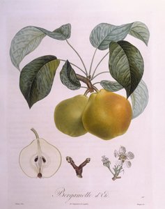 Armut "Bergamot" Henry Louis Duhamel du Monceau, Pierre Antoine Poiteau
