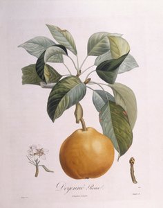 Armut "Doyenné roux" Henry Louis Duhamel du Monceau, Pierre Antoine Poiteau
