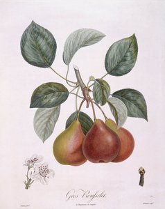 Armut "Gros Rousselet" Henry Louis Duhamel du Monceau, Pierre Antoine Poiteau