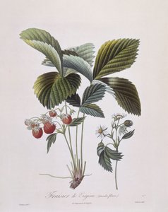 Virginia Çilek (Fragaria virginiana), Henry Louis Duhamel du Monceau, Pierre Antoine Poiteau tarafından botanik plaka