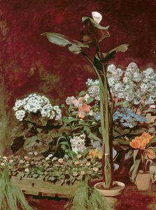 Zambak ve Sera Bitkileri