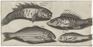 Bockfish, levrek, kayabalığı ve bilinmeyen bir balık Balık tutma (dizi adı) Piscivm vivae simgeleri (seri başlığı)