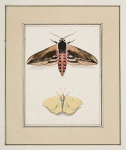 Privet Hawk Moth ve Common Brimstone, c.1755-65 (kağıt üzerine suluboya)