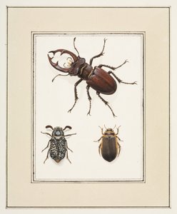 Geyik, Chafer ve Geelgerande Böcekleri, c.1755-65 (kağıt üzerine suluboya)